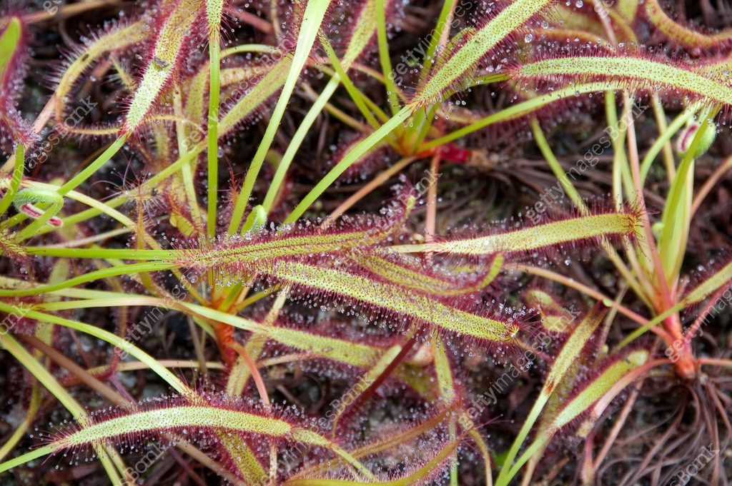 Fly Trap Drosera Capensis Cape Sundew Carnivor Plant 173879661 fly-trap-drosera-capensis-cape-sundew-carnivor-plant-173879661