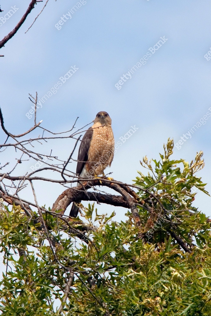 Cooper's Hawk - female in tree 이미지 (184113065) - 게티이미지뱅크