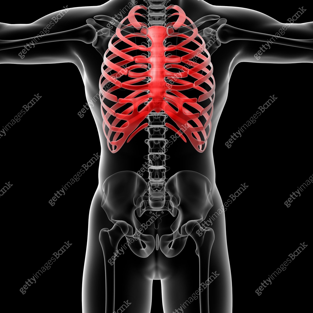 3d render illustration of the male rib cage 이미지 (500365157) - 게티이미지뱅크