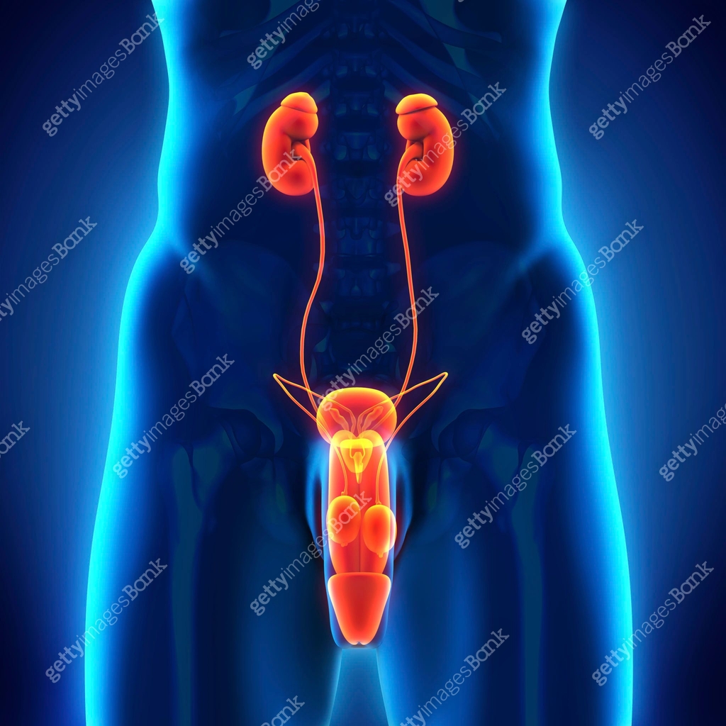 Genitory System Male Genitourinary System 이미지 (506669781) - 게티이미지뱅크