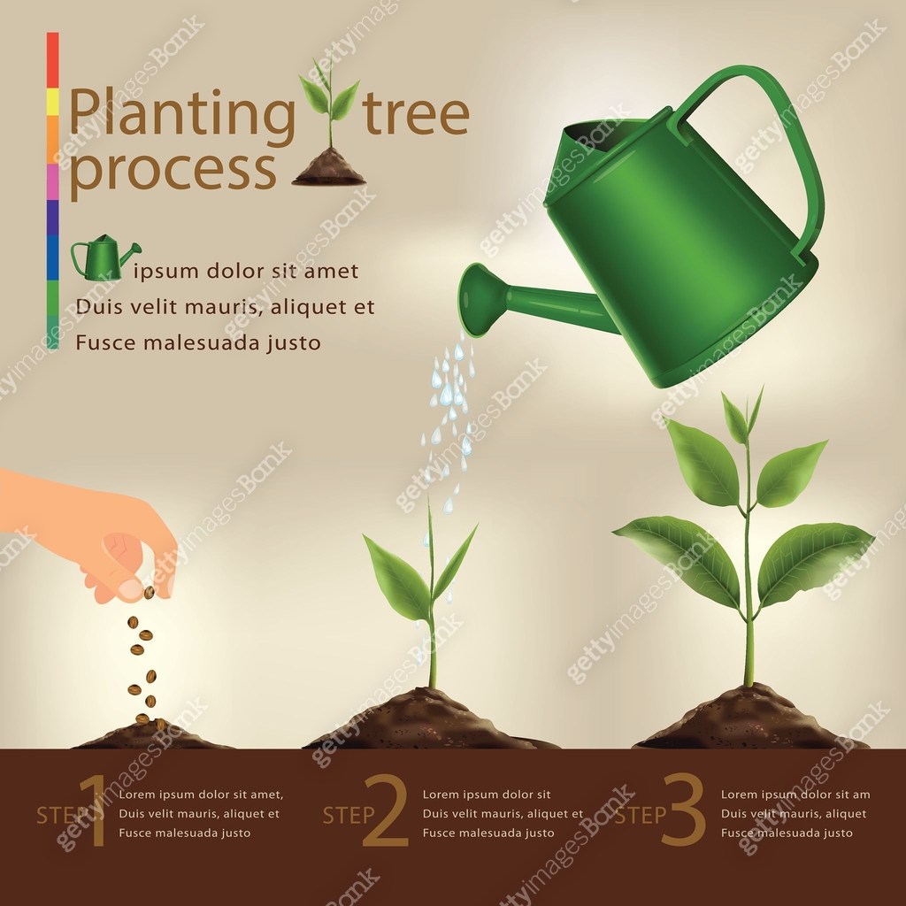 Timeline infographic of planting tree process.vector 이미지 (466303502 ...
