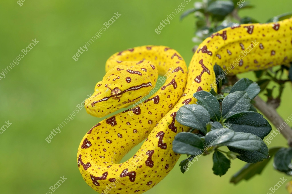 Green Tree Python (Juvenile Yellow Phase) Hunting in Rainforest Tree ...
