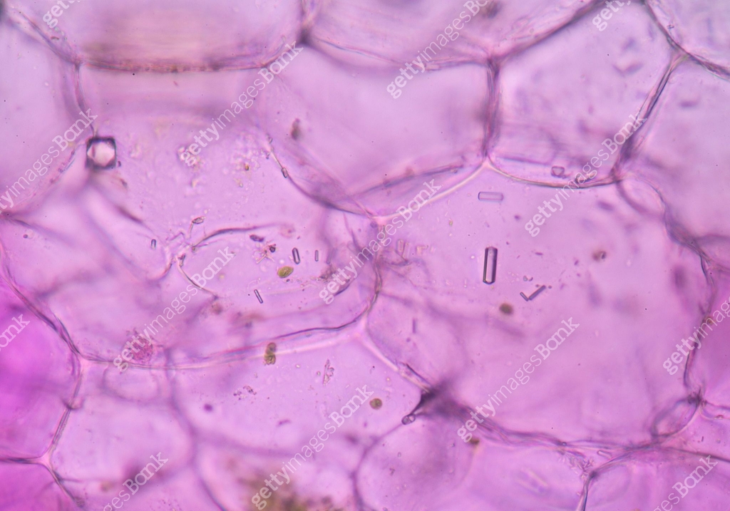 Pink Razor Cell Pink plant cells under microscope. 이미지 (502582364) - 게티이미지뱅크