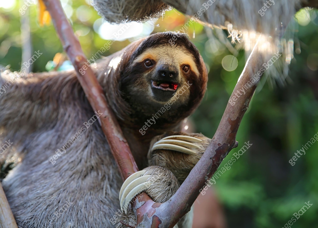 Happy Sloth Hanging Around and Eating Hibiscus Flowers 이미지 (505621620 ...