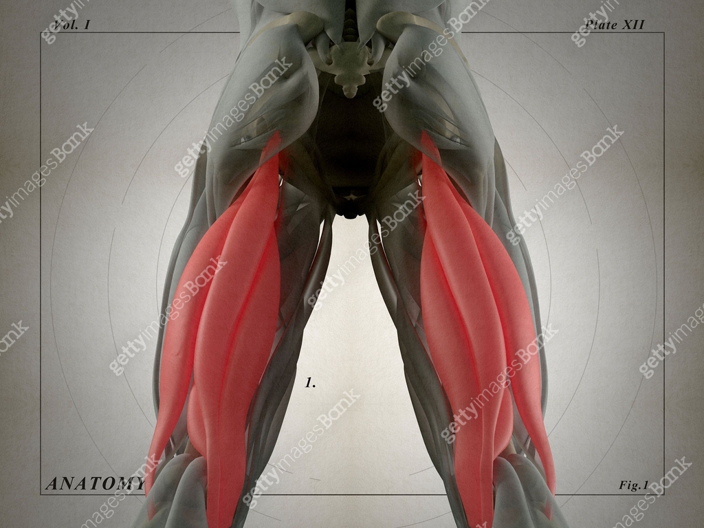 Hamstring Muscles Real Hamstring muscle group, human anatomy muscle system. 3d illustration ...