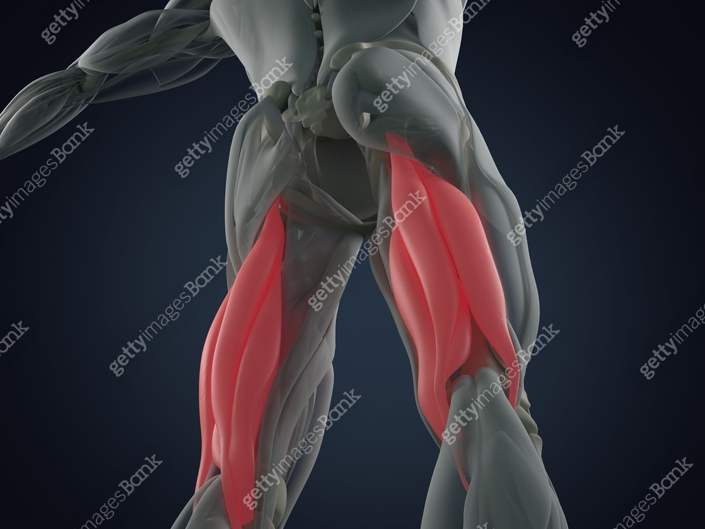 Hamstring Muscles Real Hamstring muscle group, human anatomy muscle system. 3d illustration ...