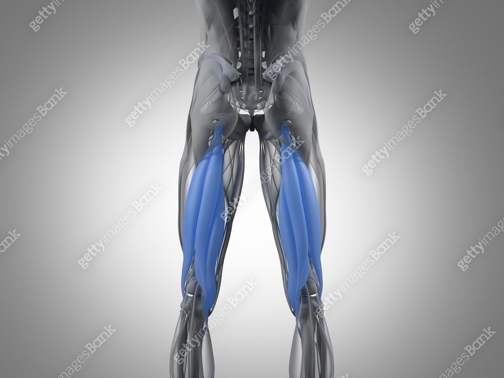 Hamstring muscle group, human anatomy muscle system. 3d illustration ...