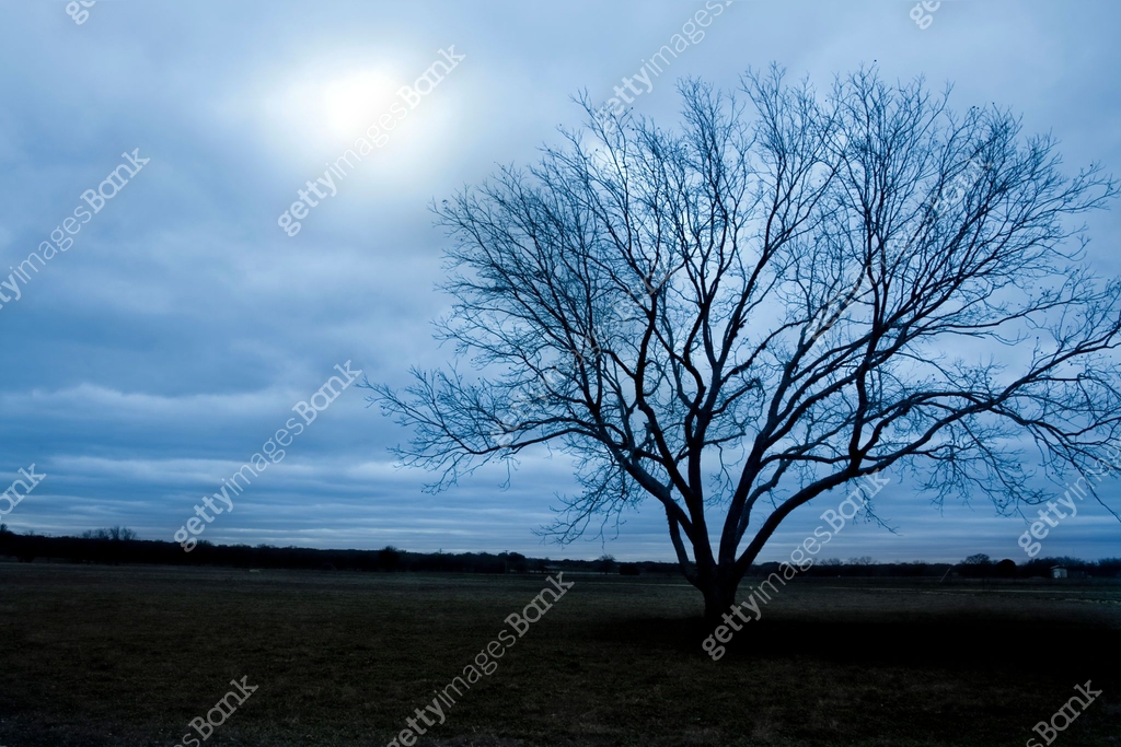 Tree in winter at dusk. Dark shadows. Cloudy sky. 이미지 (539663340) - 게티이미지뱅크