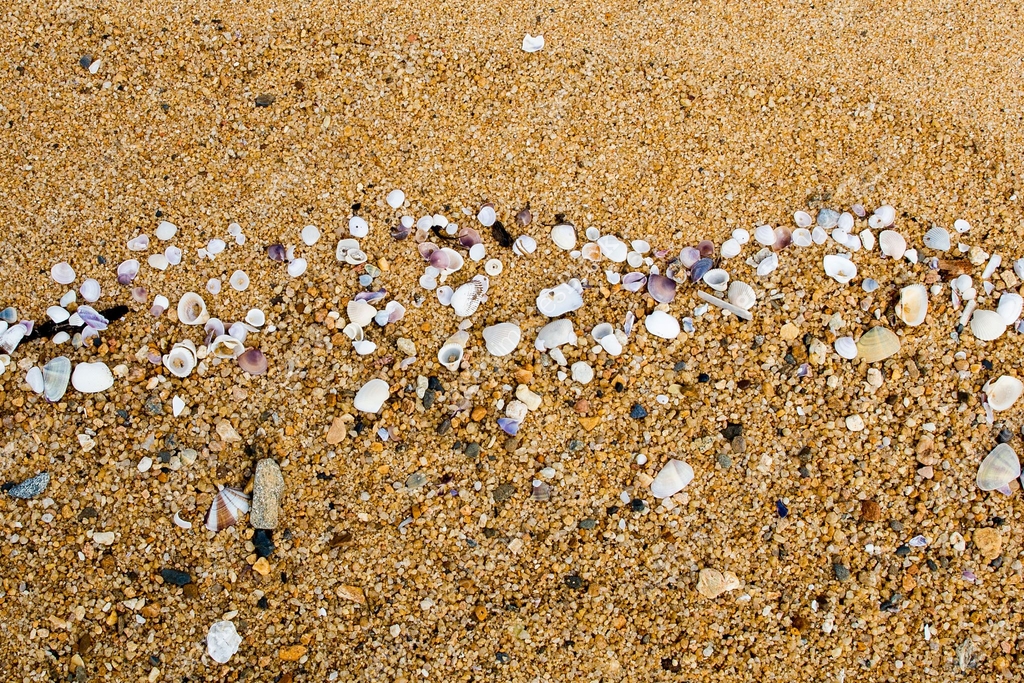 Sea Shells on a Sandy Shoreline 이미지 (578085654) - 게티이미지뱅크