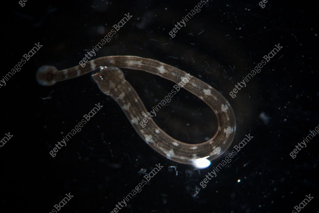 Freshwater leech Piscicola geometra by microscope. Parasite, disease of ...