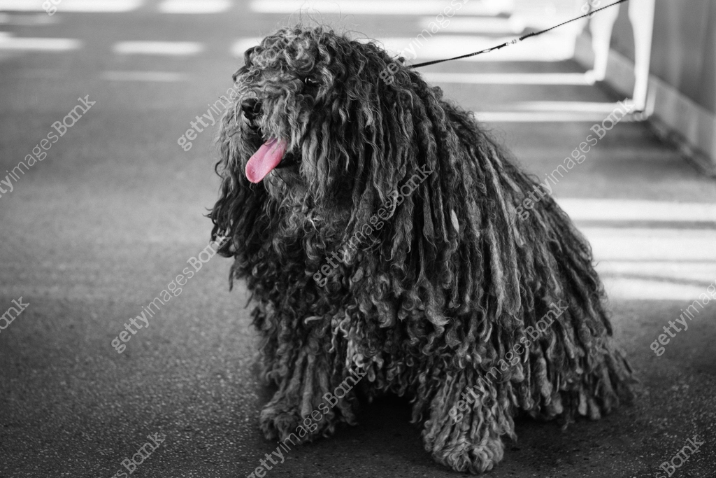 Pulik Big black dog puli pet with long corded coat dreadlocks 이미지 (637481464 ...