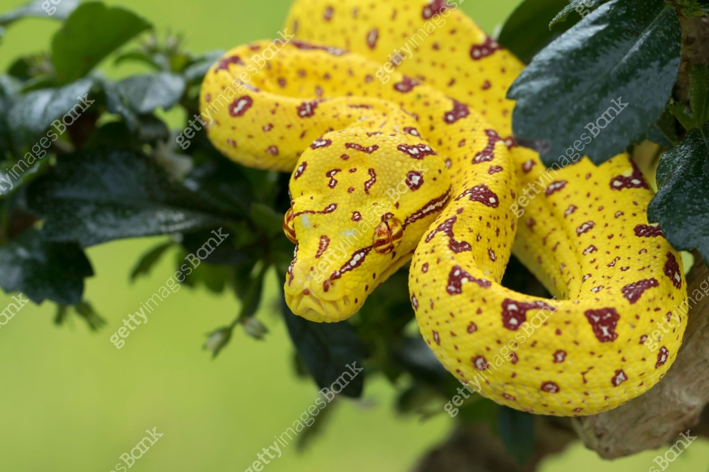 Green Tree Python (Yellow Juvenile Phase) 이미지 (639288814) - 게티이미지뱅크