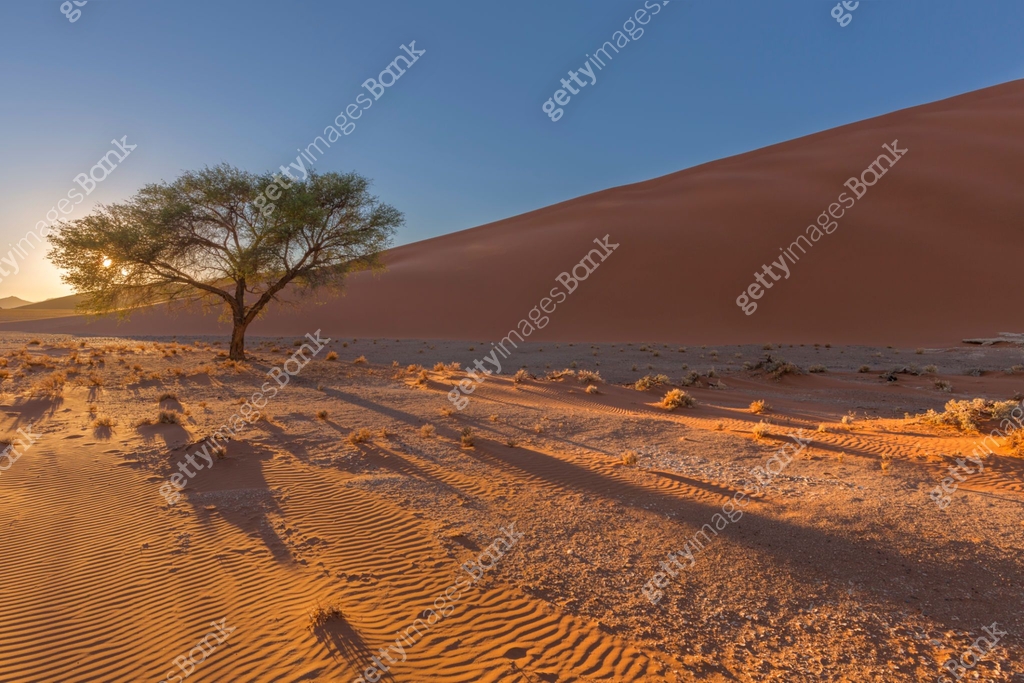 Patterns in the sand and camelthorn tree 이미지 (643368906) - 게티이미지뱅크