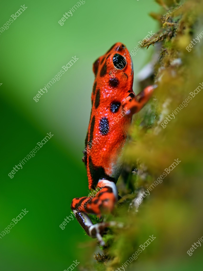 Toros Frog strawberry poison dart frog at Bocas del Toro in Panama 이미지 (652339820 ...
