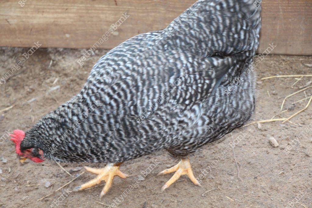 Barred Plymouth Rock Chicken 이미지 (656464336) - 게티이미지뱅크