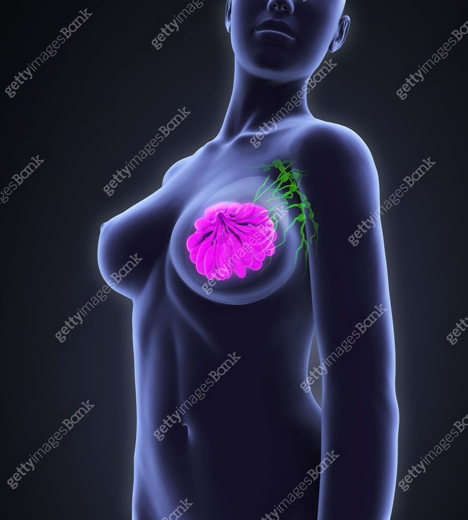 Female Breast Anatomy 670441100 Female Breast Anatomy 670441100