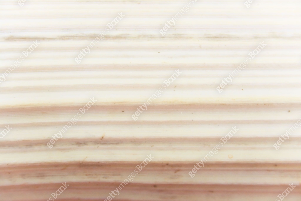 Aged Sosnowsky hogweed stem wood texture with stripes 이미지 (682717772 ...