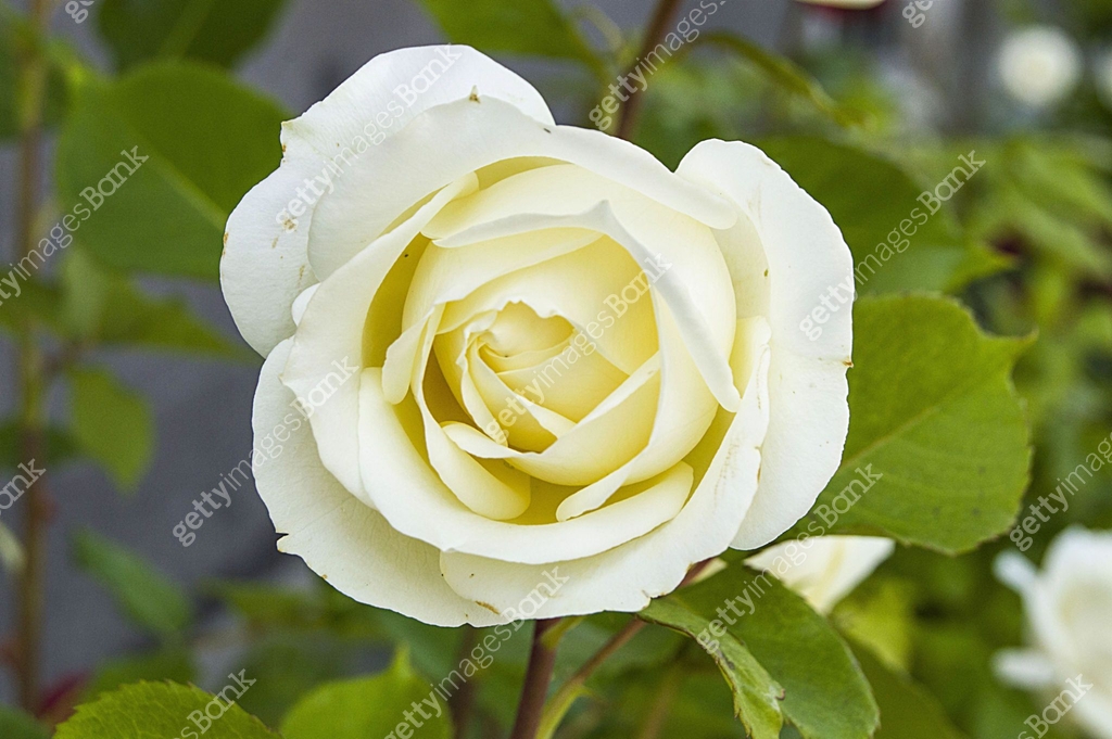 Spectacular White Roses The most spectacular white rose paintings in the garden during the Rose ...