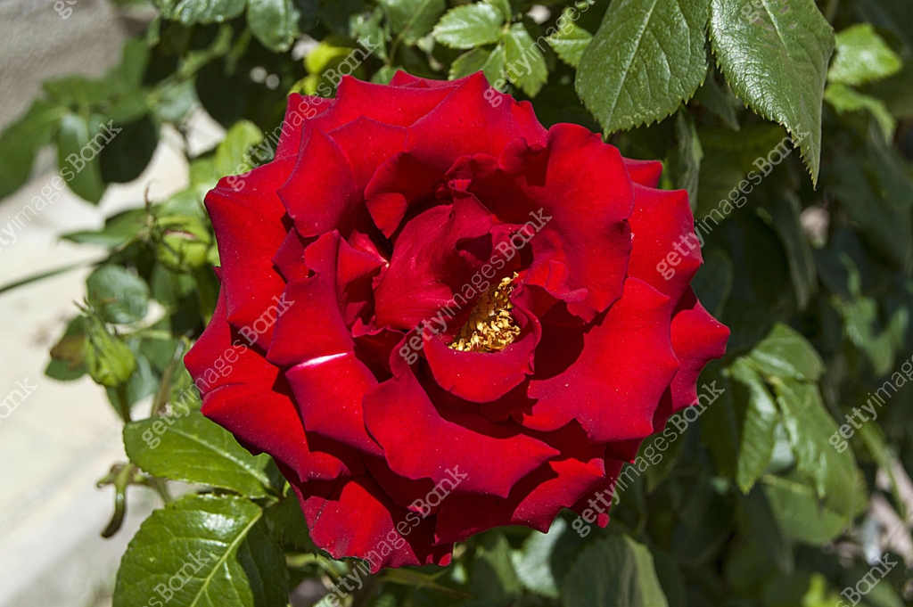 The most spectacular red rose paintings in the garden during the Rose ...