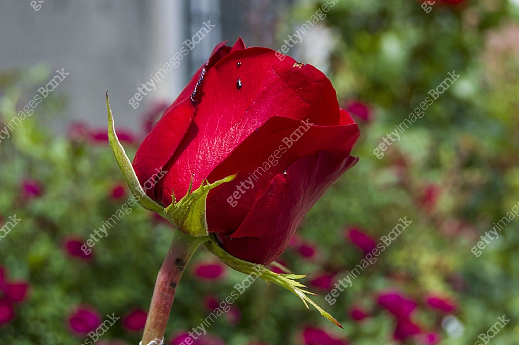 The most spectacular red rose paintings in the garden during the Rose ...