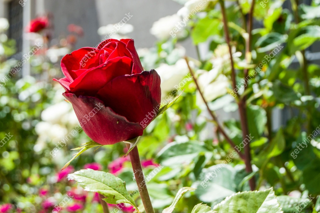 The most spectacular red rose paintings in the garden during the Rose ...