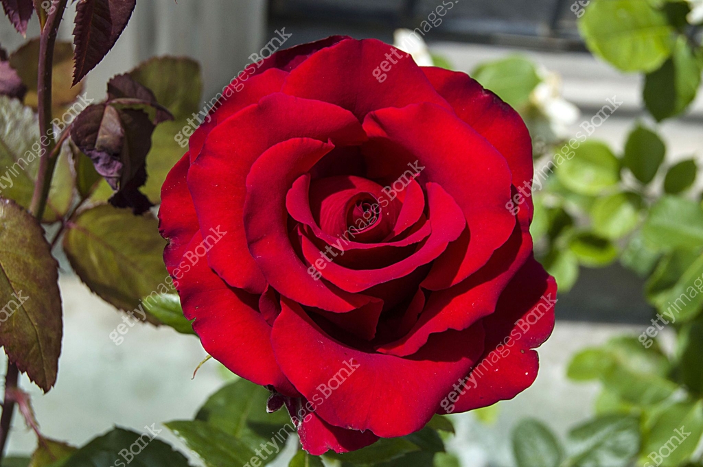 The most spectacular red rose paintings in the garden during the Rose ...