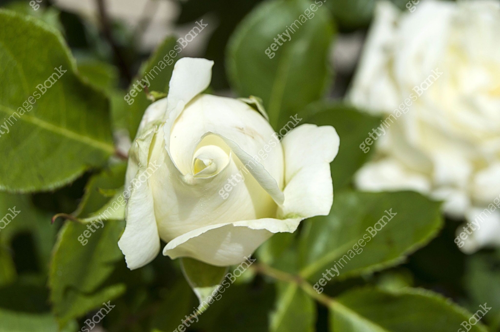 Spectacular White Roses The most spectacular white rose paintings in the garden during the Rose ...