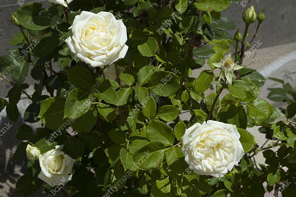 Spectacular White Roses The most spectacular white rose paintings in the garden during the Rose ...