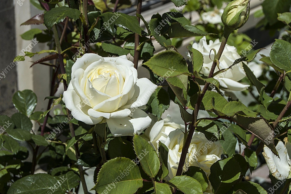 Spectacular White Roses The most spectacular white rose paintings in the garden during the Rose ...