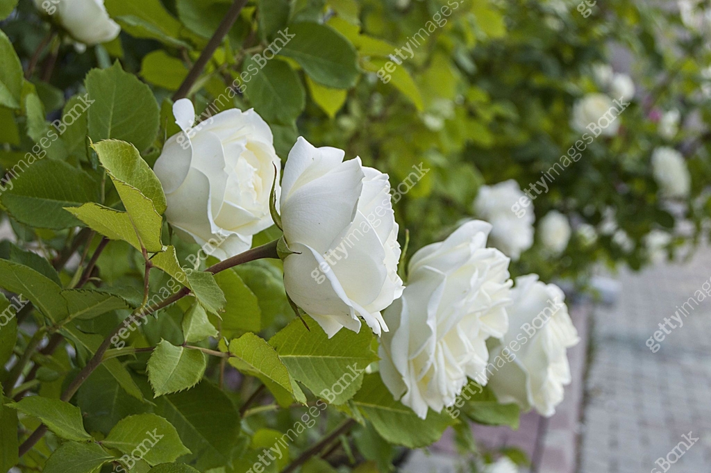 Spectacular White Roses The most spectacular white rose paintings in the garden during the Rose ...
