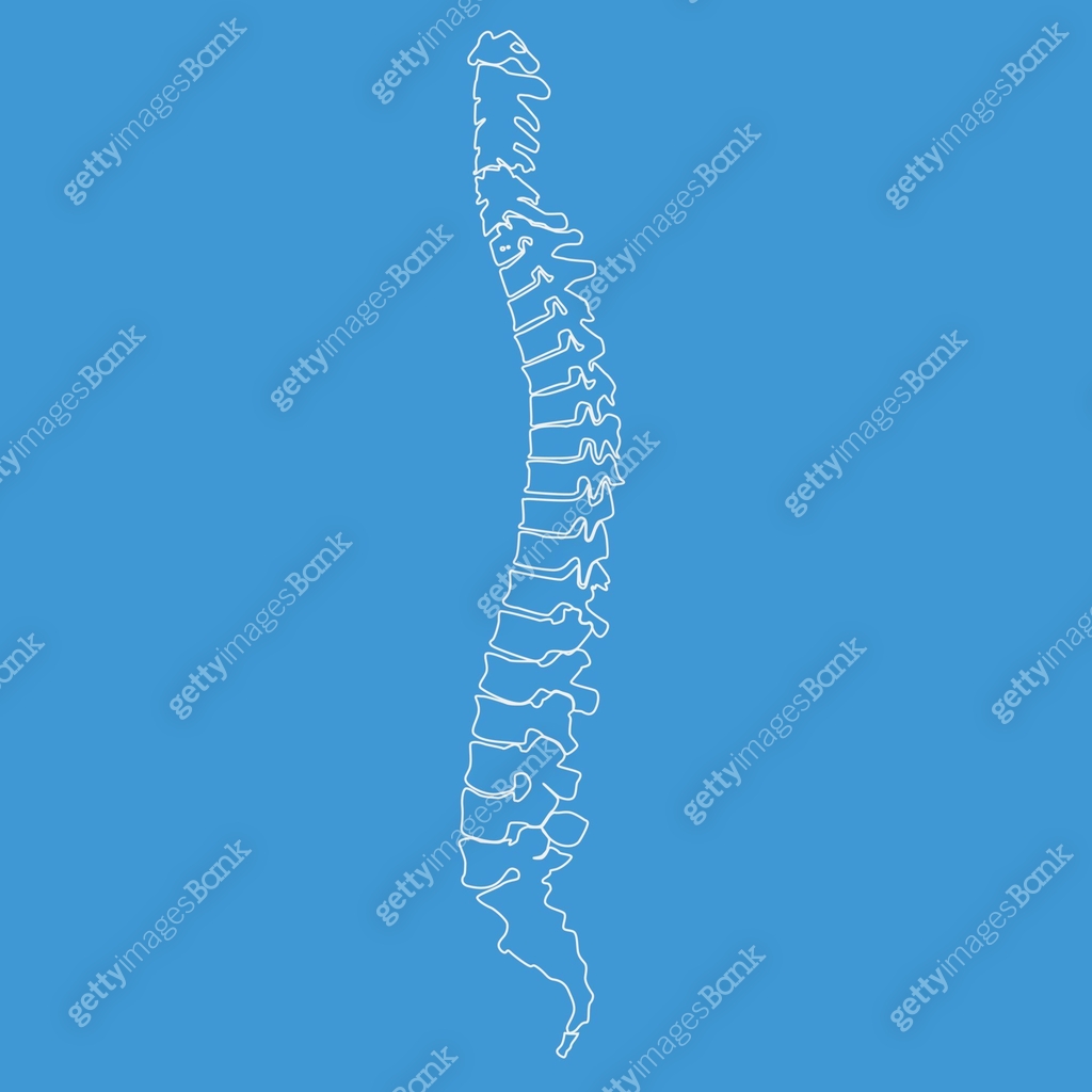 Spine. Check Vector Vector illustration white spine diagnostic symbol with line style 이미지 ...
