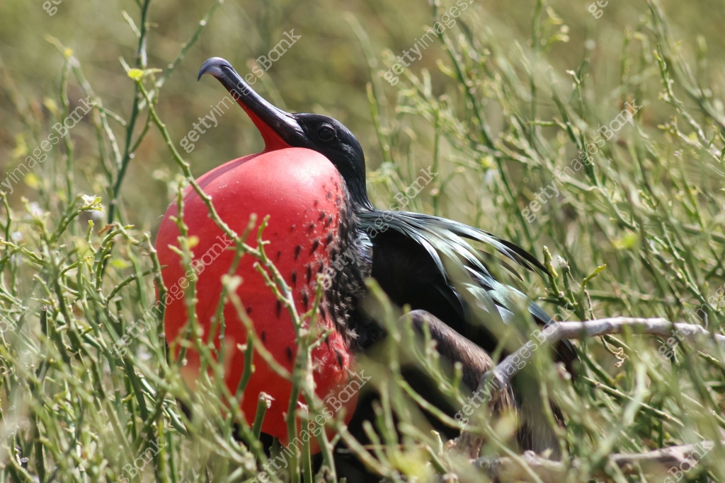 Gular Insects A black feathered frigate bird displays his gular sac for mating 이미지 ...