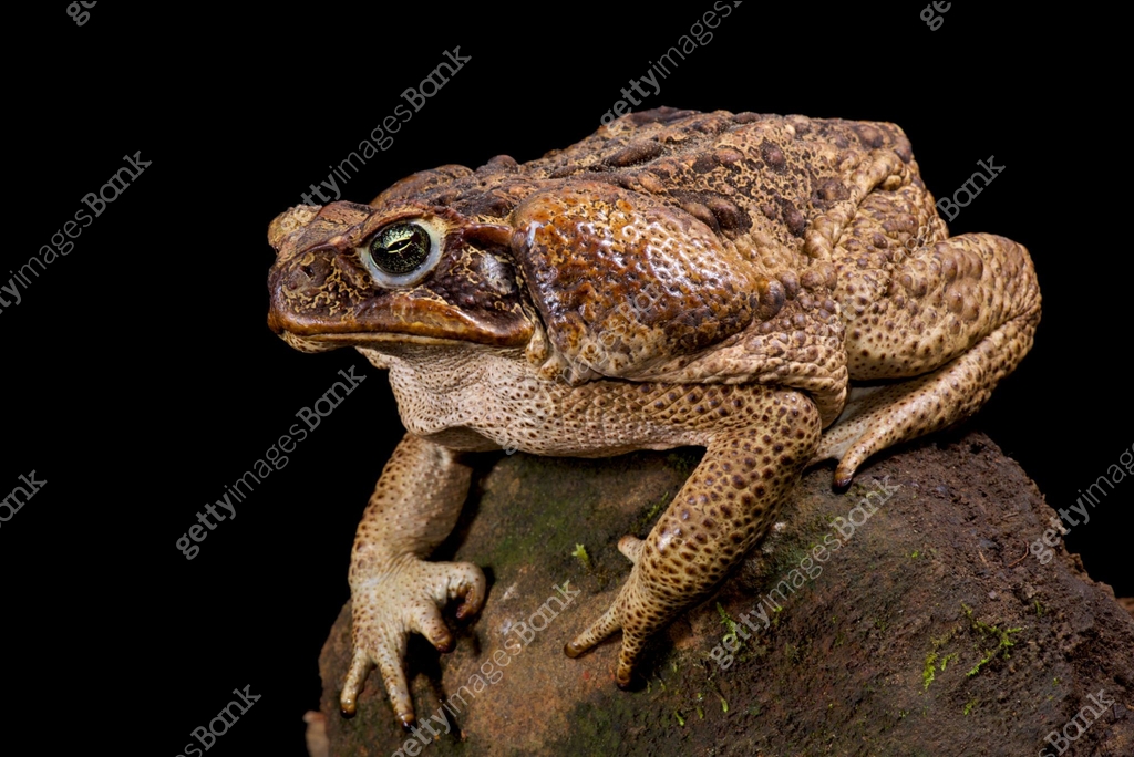 Giant toad, Rhinella marina 이미지 (866018170) - 게티이미지뱅크