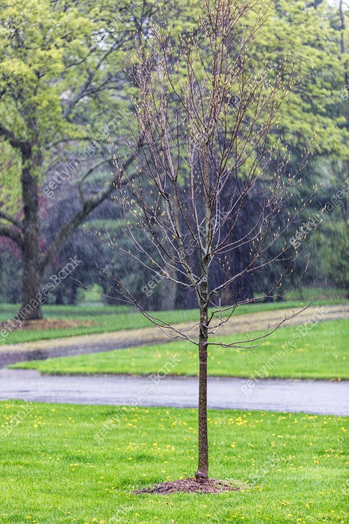 Early Spring Maple Tree Young Maple Tree Budding in Early Spring Drenching Rain Downpour 이미지 ...