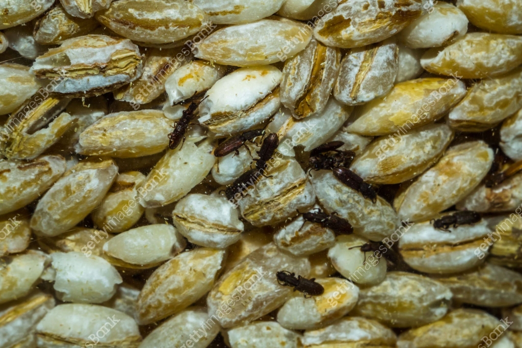 Insect Bank insects in the house 이미지 (882950478) - 게티이미지뱅크