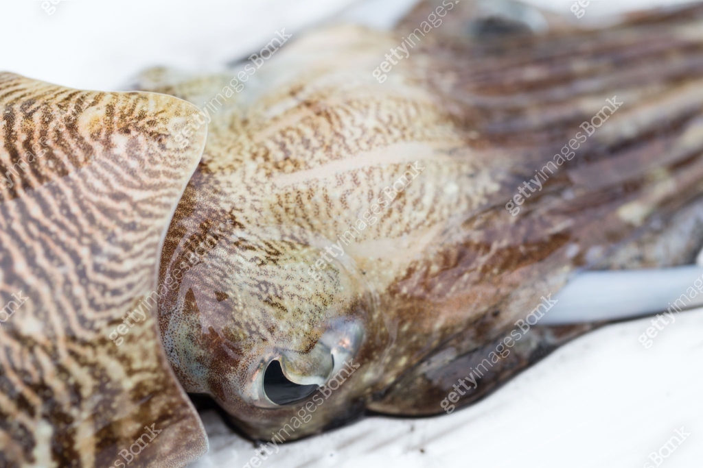 Cuttlefish or cuttles are marine animals of the order Sepiida. They ...