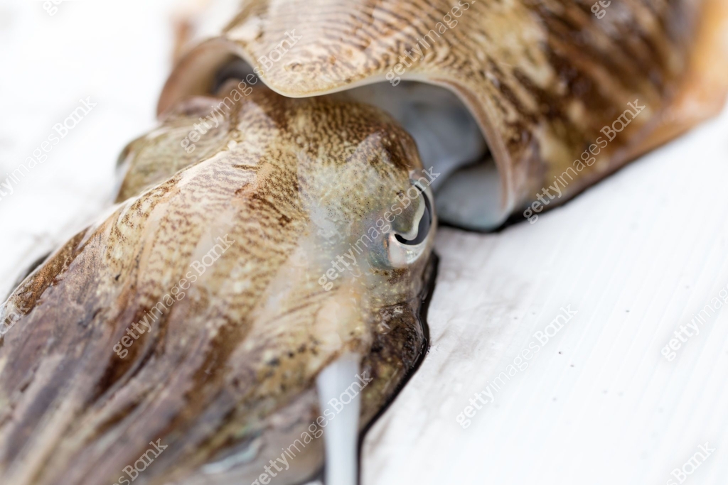 Cuttlefish or cuttles are marine animals of the order Sepiida. They ...