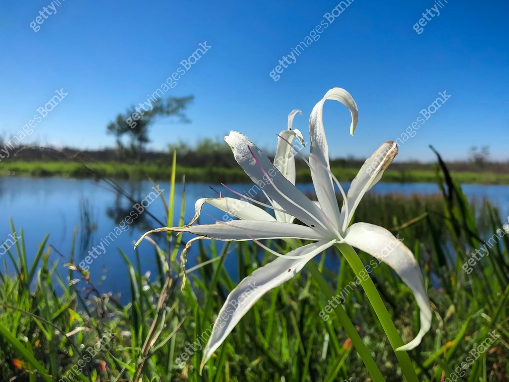 Swamp plants and cypress trees on the shore of the river 이미지 (896455948 ...