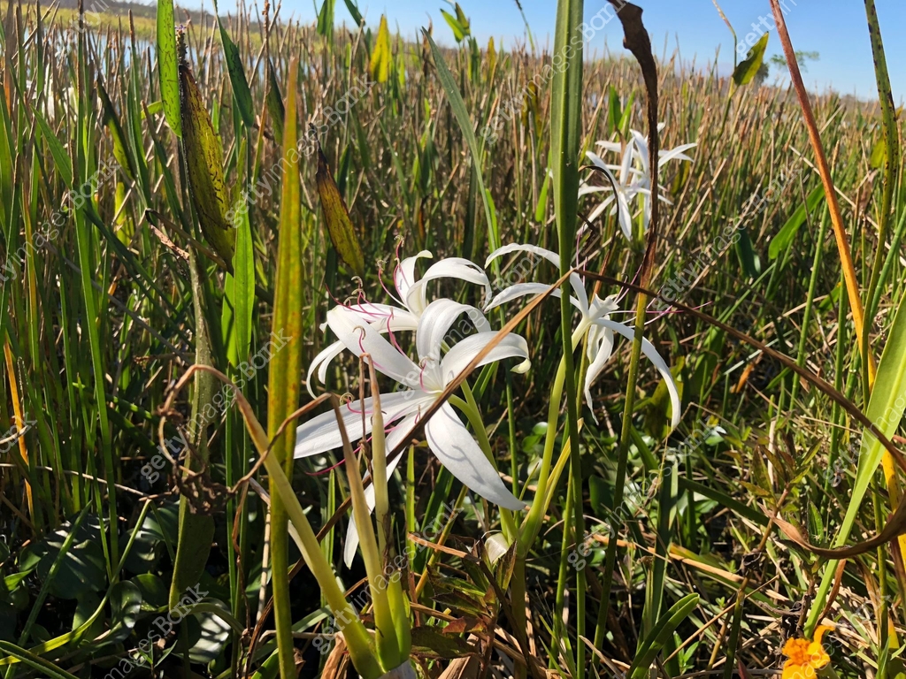 Swamp plants and cypress trees on the shore of the river 이미지 (891777570 ...