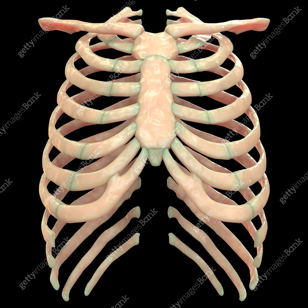 Human Ribs Emacated Human Skeleton System Rib Cage Anatomy (Anterior View) 이미지 (898483498 ...
