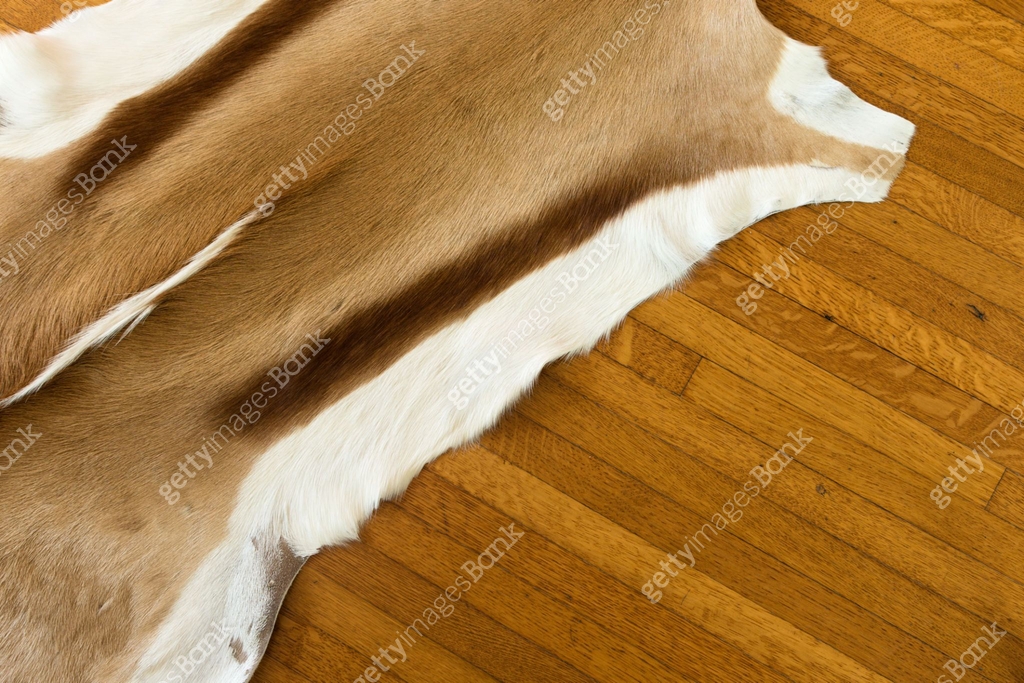 Springbok hide rug on hardwood floor 이미지 (910219368) - 게티이미지뱅크