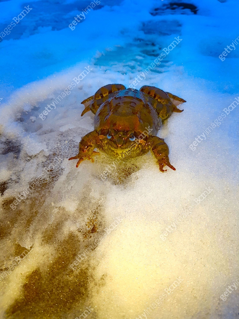 A huge brown frog, the toad sits on the snow with the yellow-blue light ...