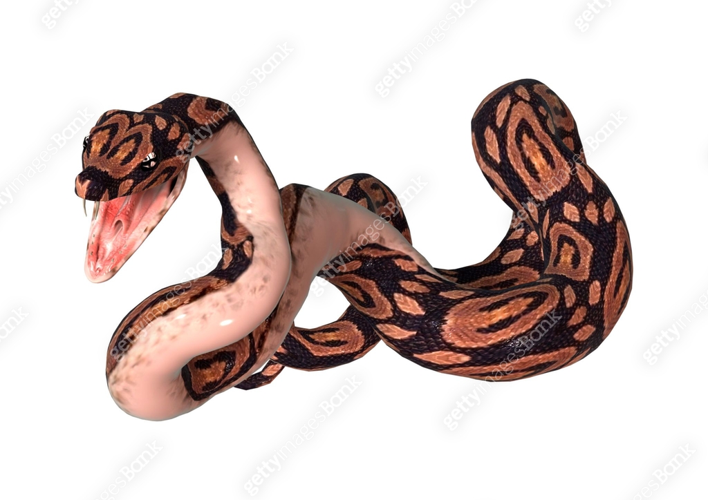 3D digital render ball python snake on white 이미지 (900882188) - 게티이미지뱅크