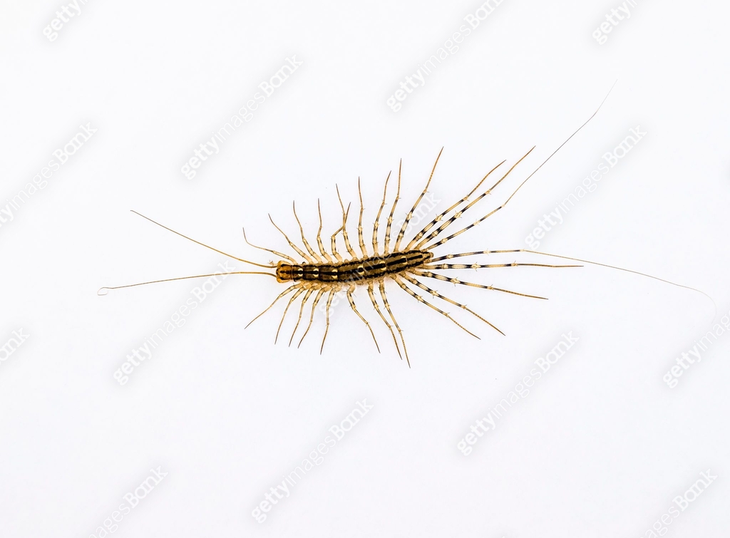 Flycatcher Insect The Flycatcher. Scutigera coleoptrata. Centipede flycatcher, insect ...
