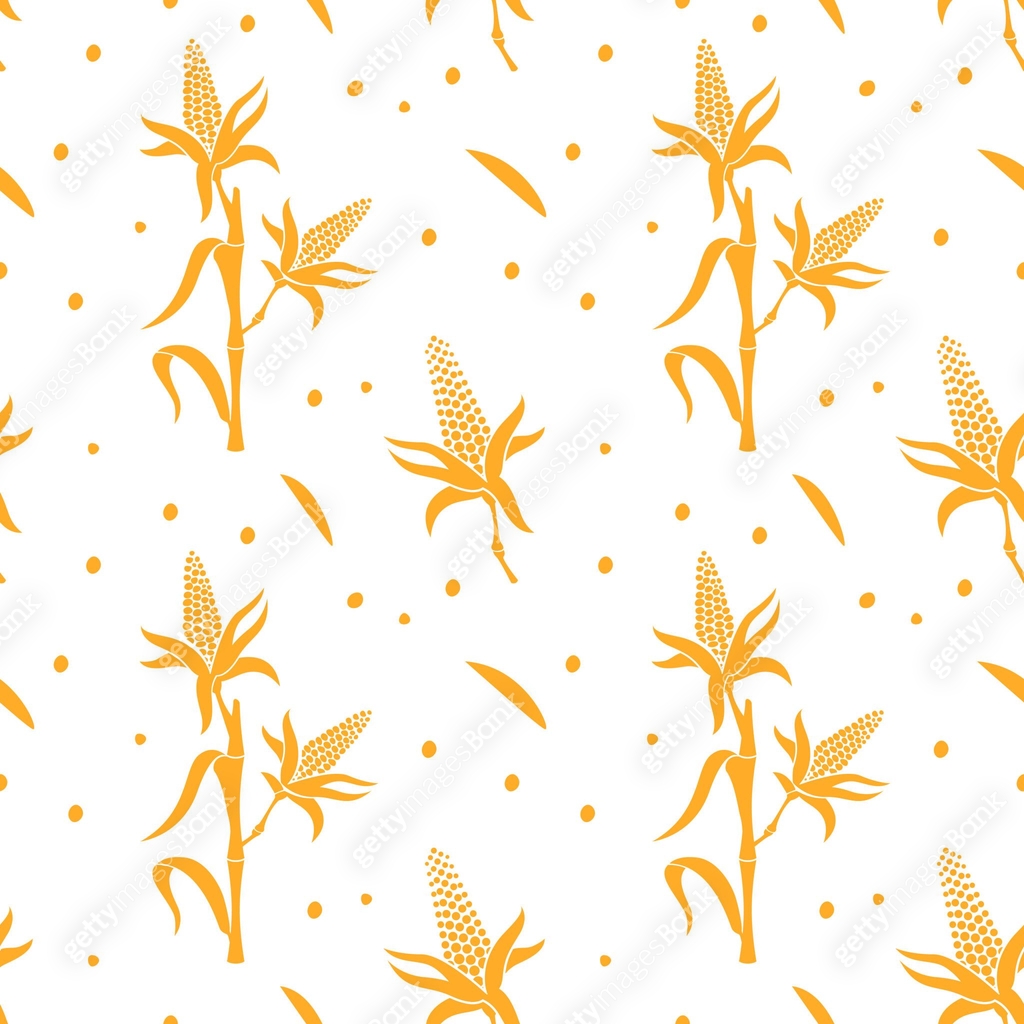 Corn Design/layout Seamless pattern with corn. Design template for wrapping paper or ...