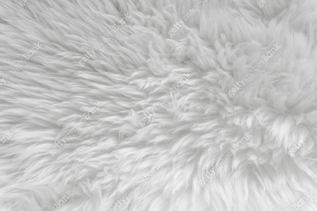 White fluffy wool texture, natural wool background, fur texture close ...