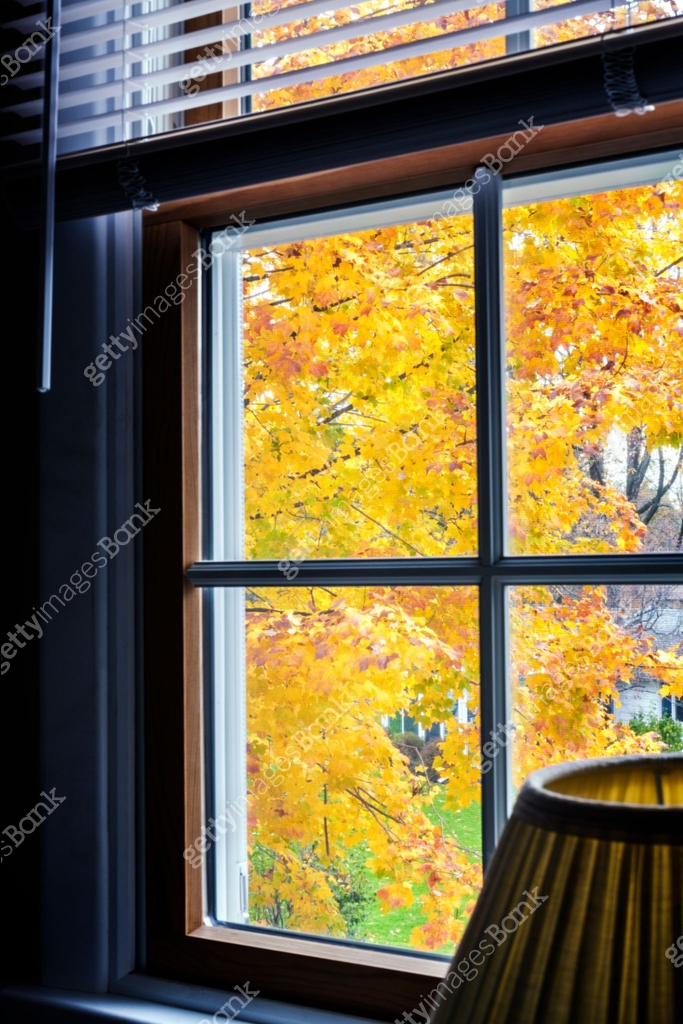 Autumn Yellow Maple Tree Leaves From Upstairs Bedroom Window 이미지 ...