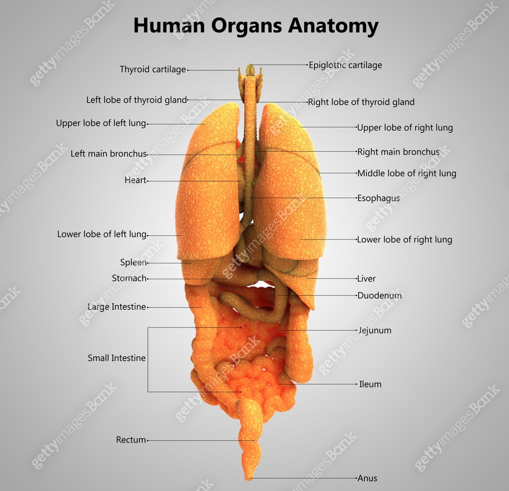 Human Body Organs Label Design Anatomy 이미지 (940073782) - 게티이미지뱅크