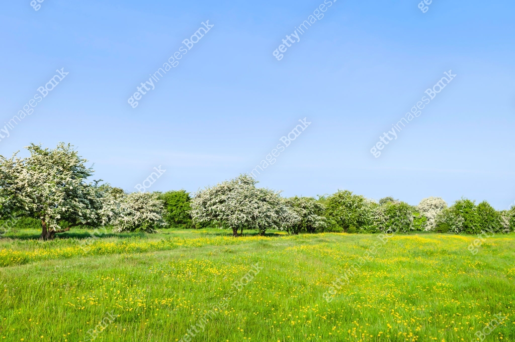 British Spring Trees Meadow with buttercups and flowering hawthorn in spring, UK. 이미지 ...