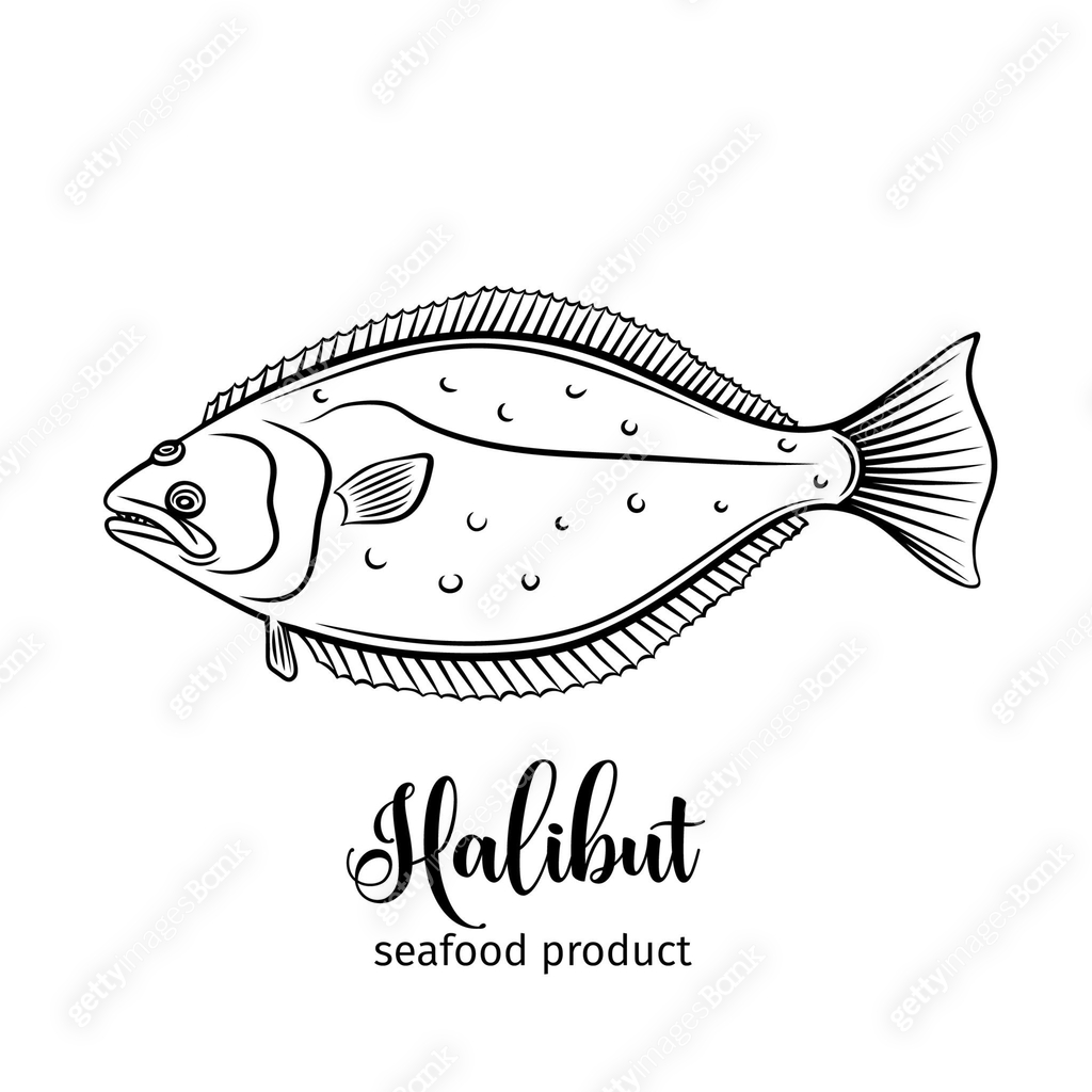 Vector halibut 이미지 (961849728) 일러스트, 무료 일러스트 - 게티이미지뱅크